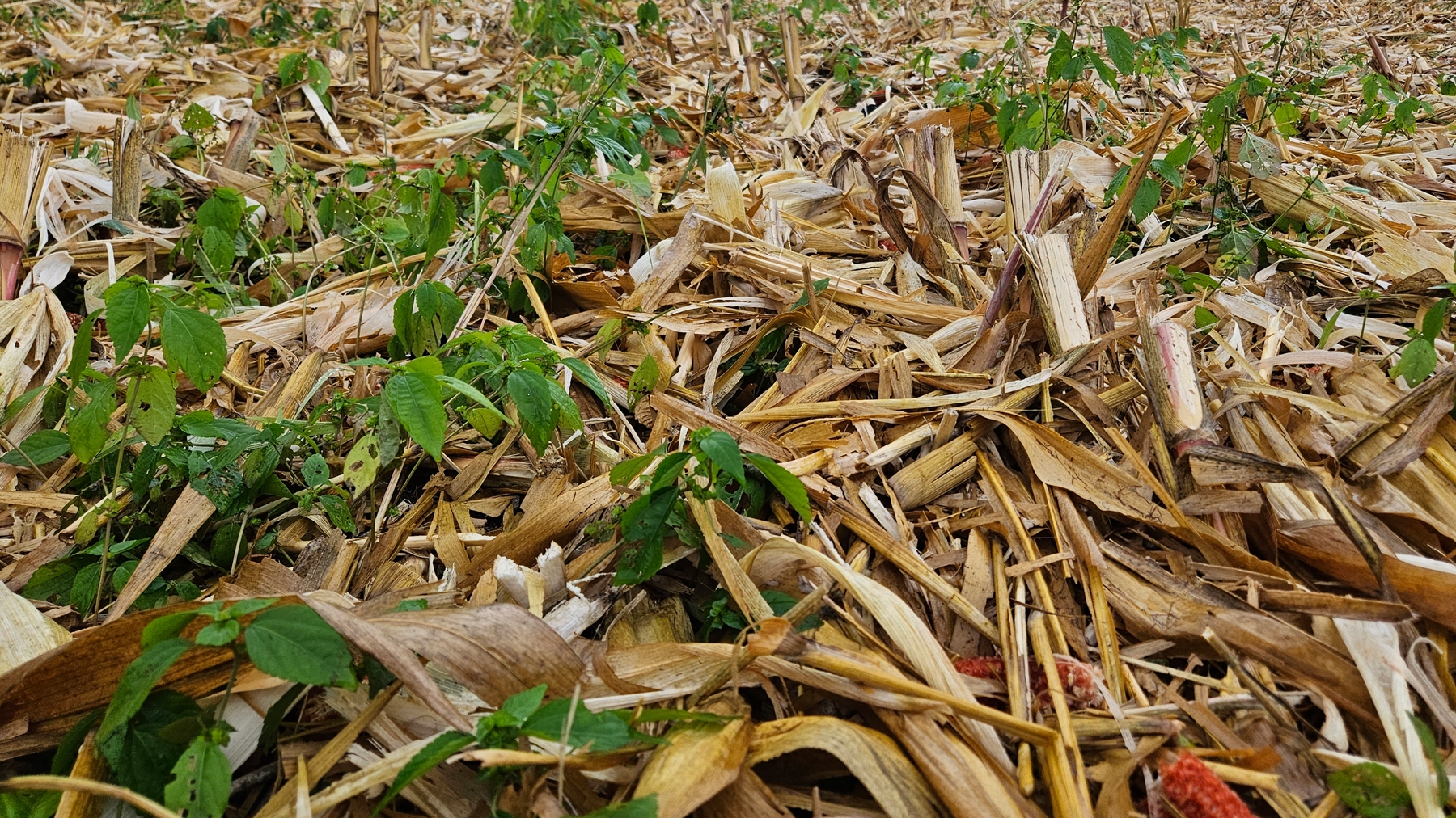 Check for ‘green carpet’ under harvested crops