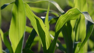 Farmers share corn price sales
