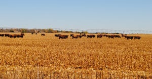 Cattle and field of cornstalk residue 