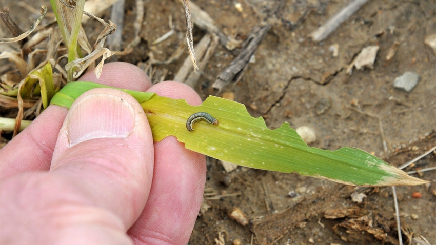 A close-up of an early larval stage armyworm eating a corn leaf 