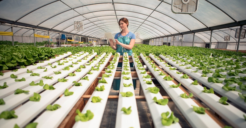 Young woman working in a hydroponic farm