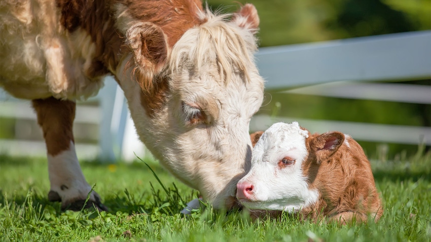 Close-up of Hereford cow and calf