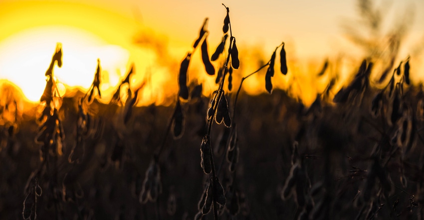 silhouette of soybeans against sunset