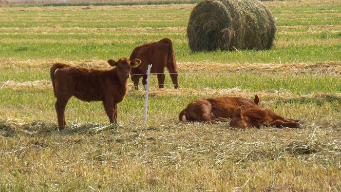 Calves standing and laying in a field with a bale of hay in the background