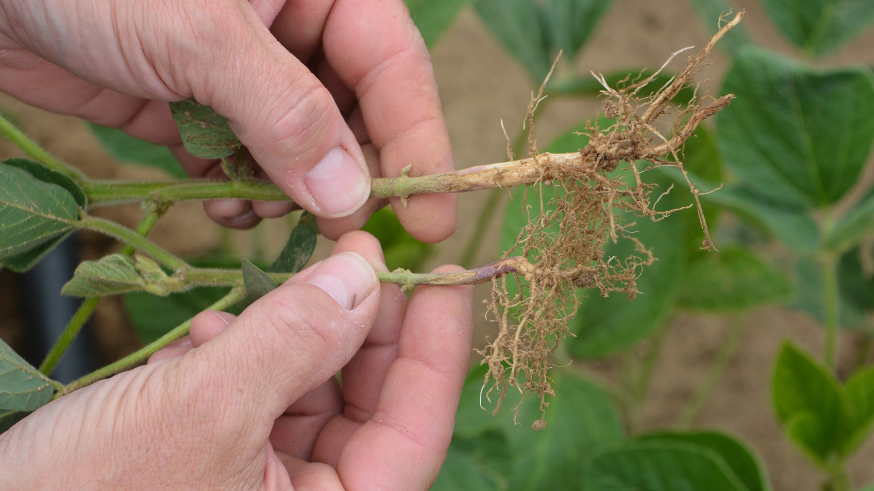 two dug-up soybean seedlings being compared