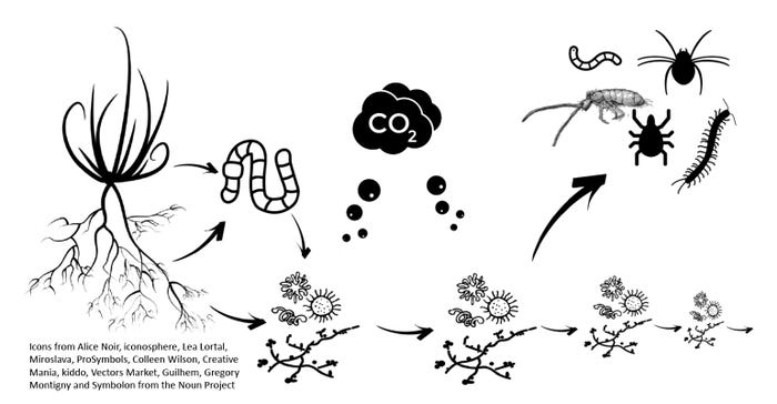 illustration of food web microbes and organisms