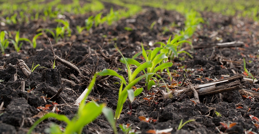 corn seedlings