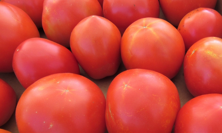 Tomatoes Tomatoes