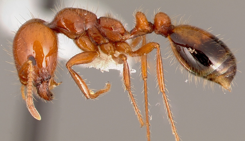 TNFP0702-april-nobile-ants_BT_Edits.jpg