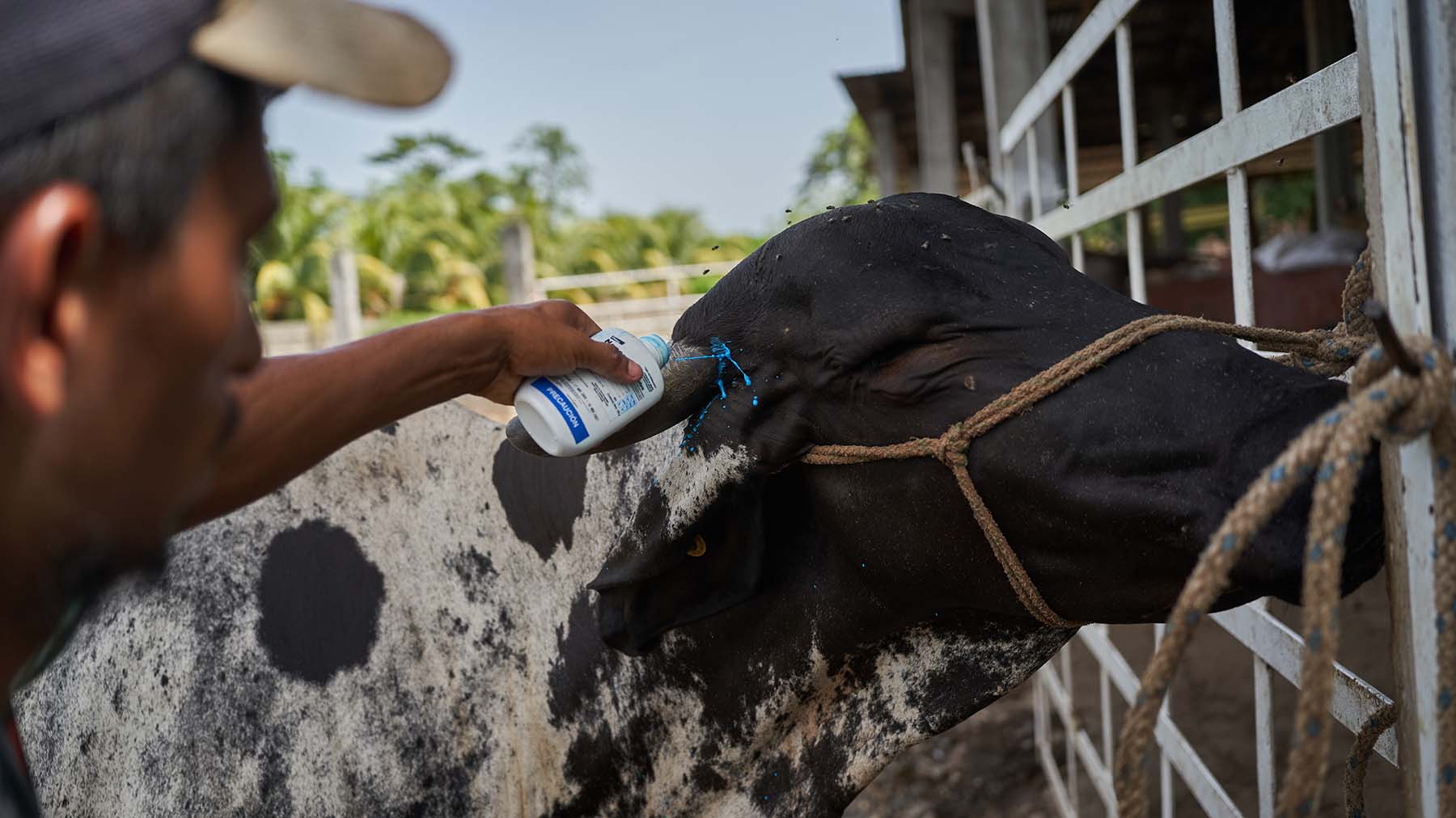 A worker applies a veterinary larvicide on the skin of a cow