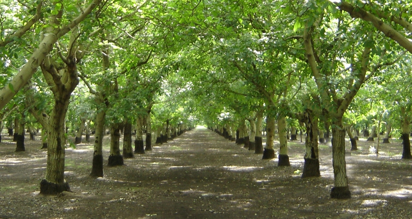 Walnut orchard