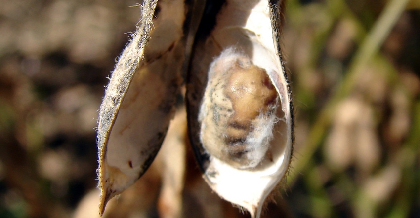 DIAPORTHE shown on soybean seed