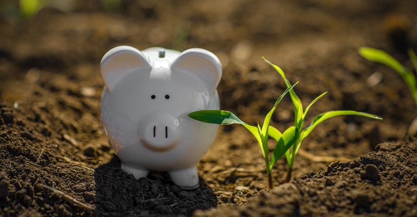 piggy bank in field next to corn sprouts