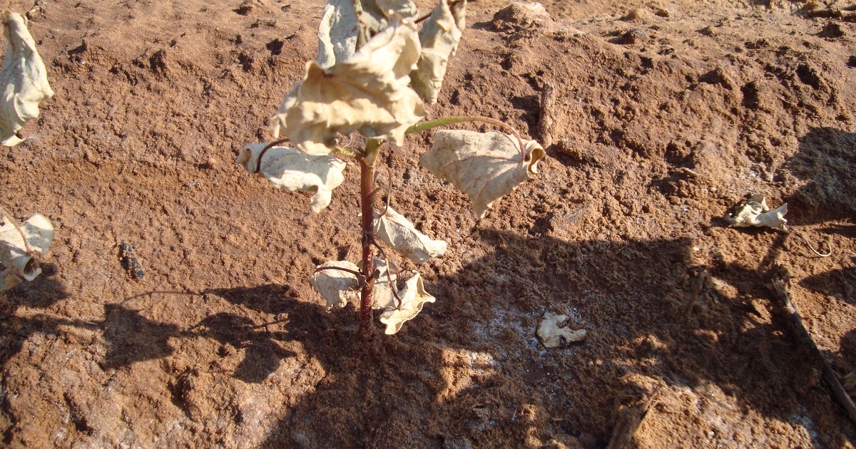 Soil and water salinity mitigation strategies