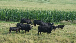 Cattle grazing beside cornfield