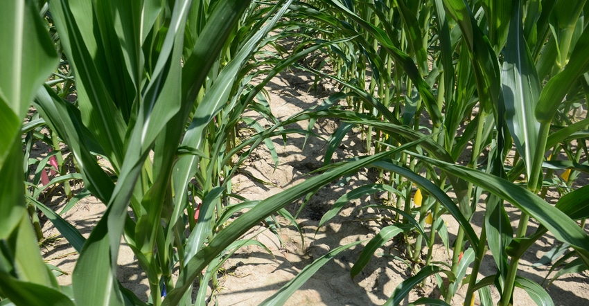 corn plants with curling lower leaves