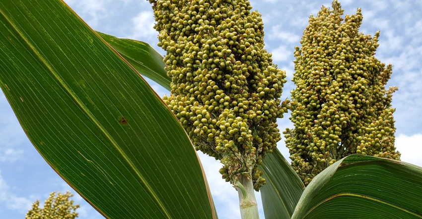 swfp-shelley-huguley-sorghum-looking-up-20.jpg swfp-shelley-huguley-sorghum-looking-up-20.jpg