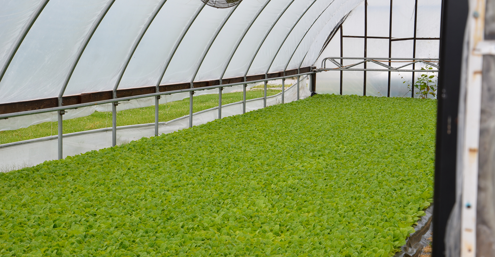 Hoosier tobacco grower reviews how industry has changed