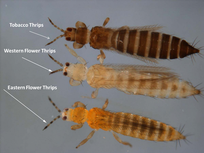 Thrips-Species.jpg.png Thrips-Species.jpg.png