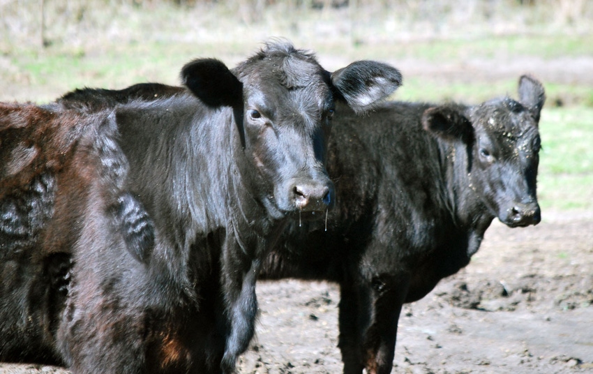 brad-haire-farm-progress-cows-ga-4-aa.jpg