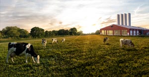 Sun rises as cows graze in a pasture outside Craigs Creamery plant 
