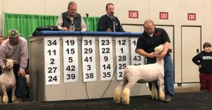 Ricky Burns displays a spring ewe lamb for bidding 