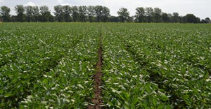 6-11-21 soybean field.jpg