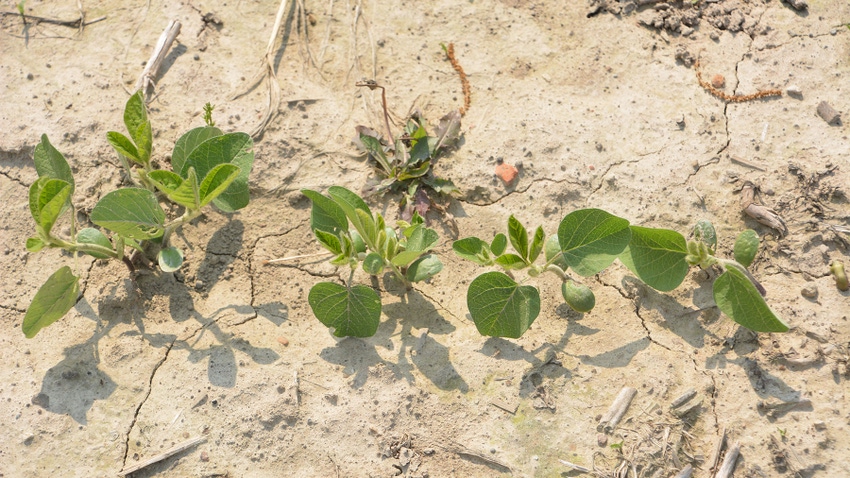  Soybean plants sprouting through dry soil