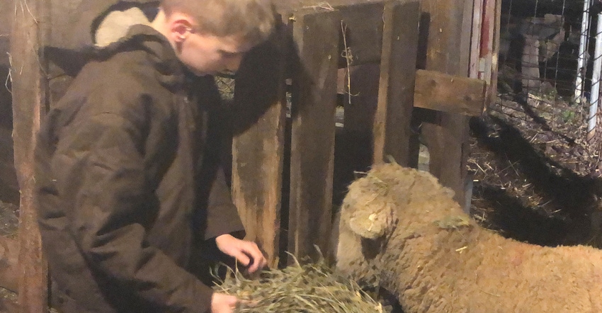 11-year-old Graham Curtis feeding a sheep