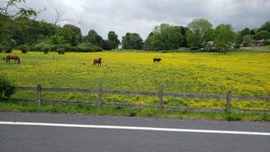 Horses in a fence in field of yellow weeds
