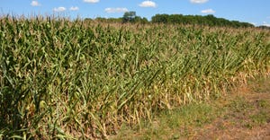 cornfield of curling corn