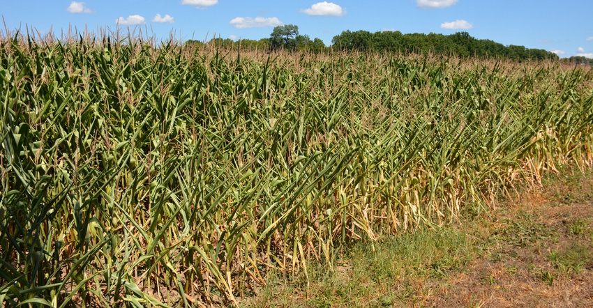 cornfield of curling corn