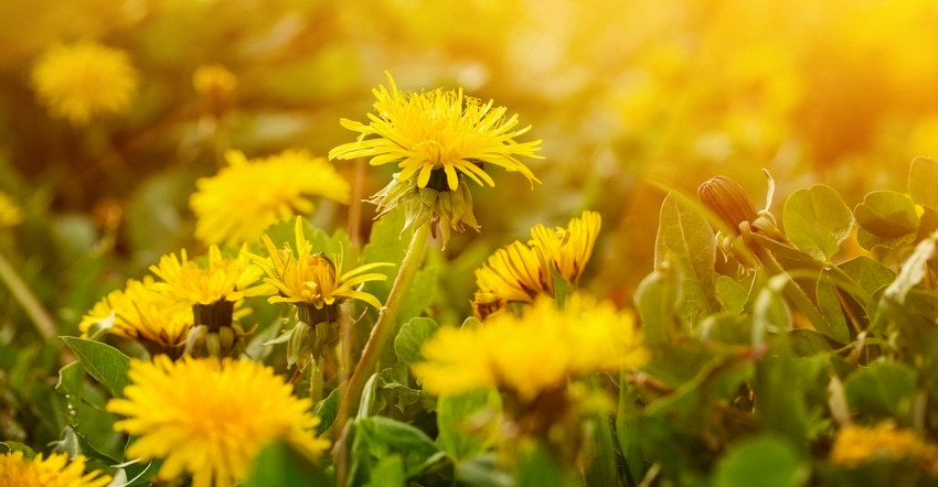 Close up of a field of dandelions