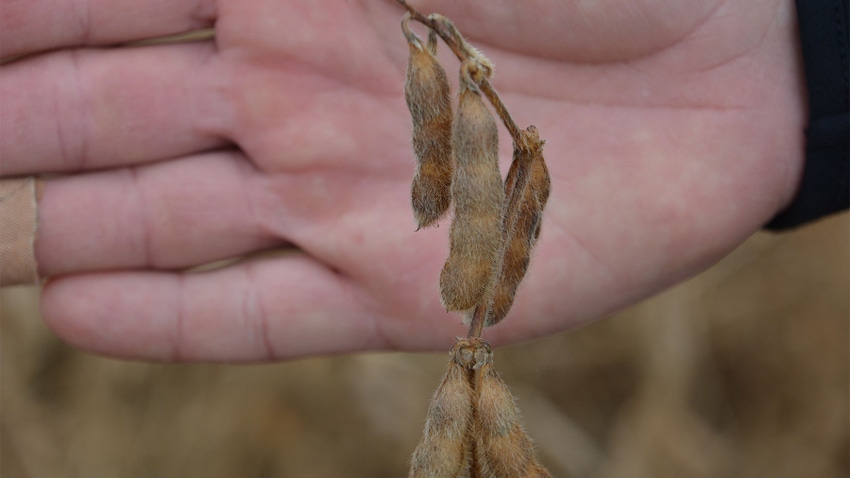 A close-up of soybean pods at the top of a plant