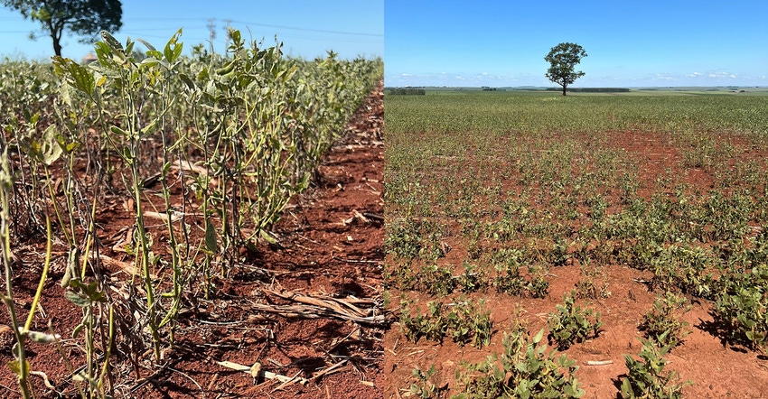 drought-stricken soybean fields in Brazil