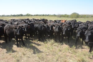 Black cattle selected for their environment