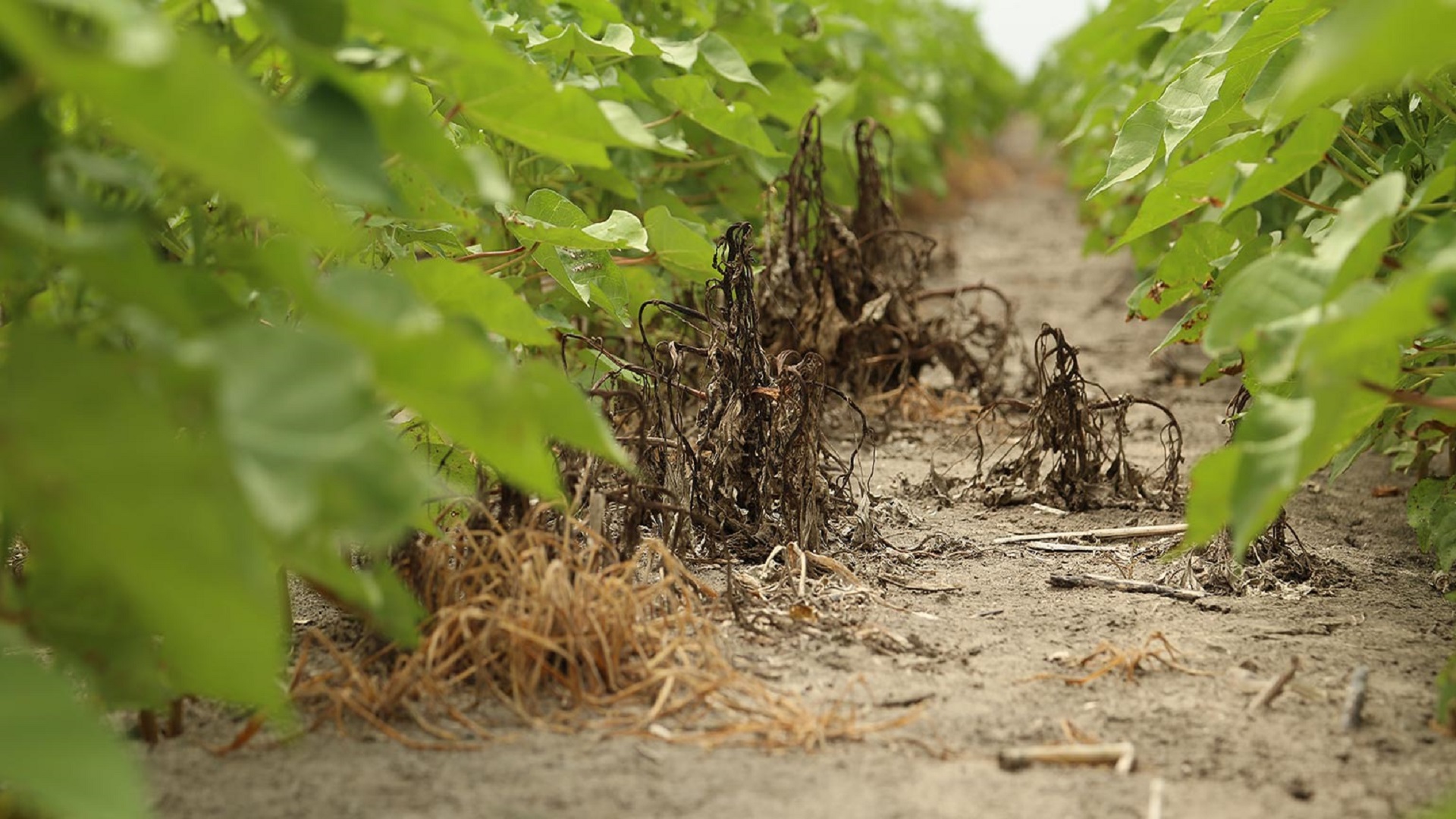 Variable deficit irrigation can improve cotton yields, save water