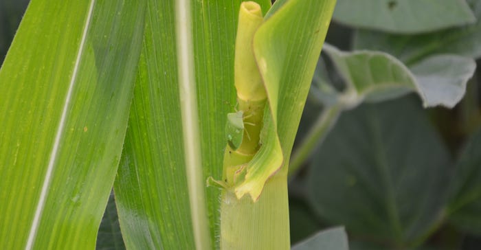 green stinkbug perched on a corn plant