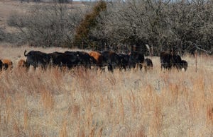 Cattle strip grazing native dormant grass