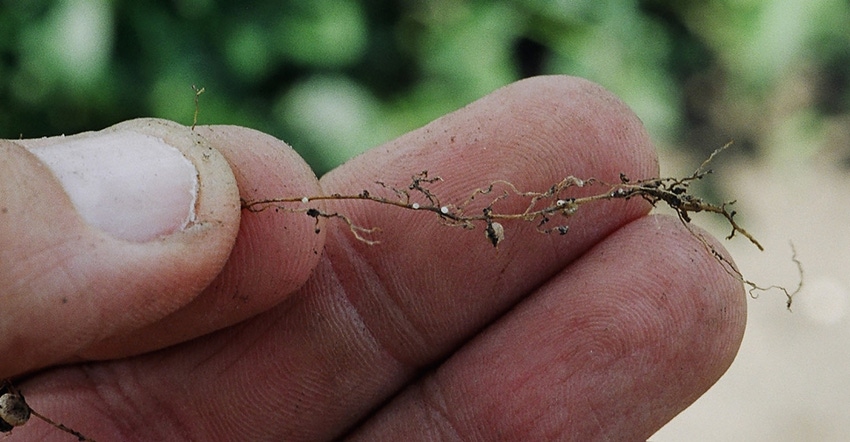 hand holding dug soybean root with soybean cyst nematode hand holding dug soybean root with soybean cyst nematode