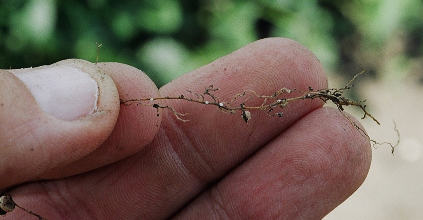 hand holding dug soybean root with soybean cyst nematode