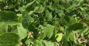 Soybean field image from July 29, 2019, in southeastern Minnesota.