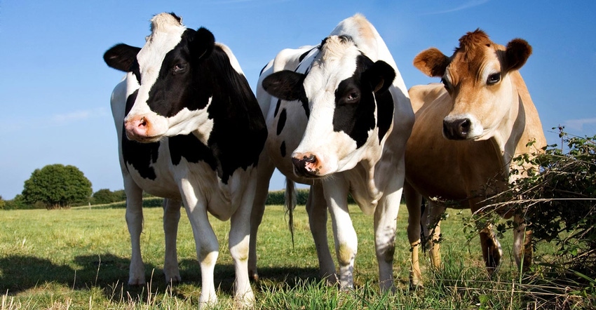 Two Holstein cows and one Jersey cow on a pasture