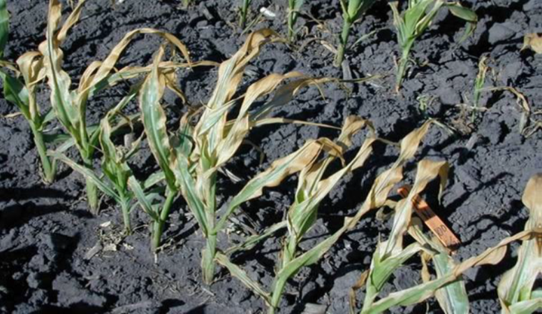 SIDEDRESS AND PRE-TASSEL NITROGEN APPLICATION IN CORN