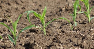 young corn plants 