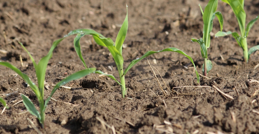 young corn plants 