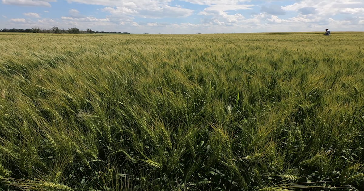 New grass, broadleaf weed control option for wheat growers