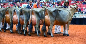 cows in World Dairy Expo show ring