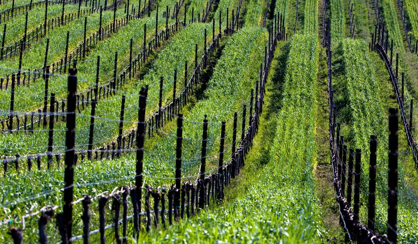 Cover crop in vineyard