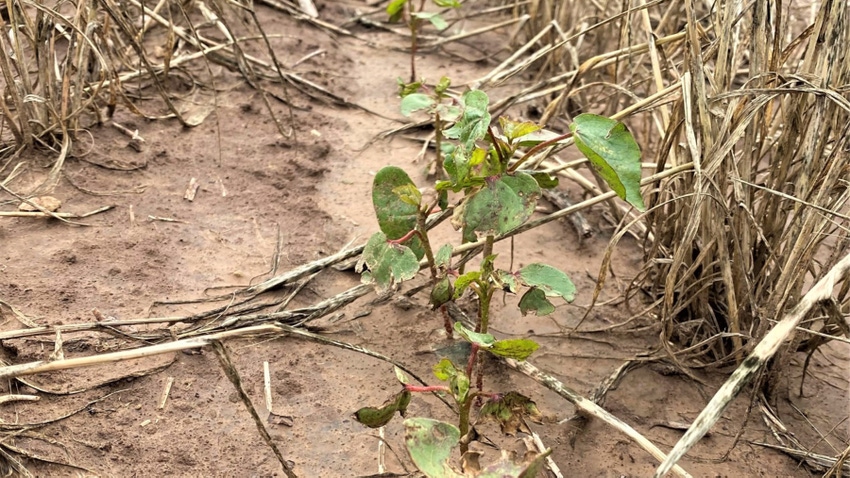stressed cotton from cooler temps, too much rainfall